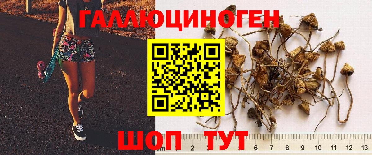 Вологда  Псилоцибиновые грибы GOLDEN TEACHER  Вход с VPN 
